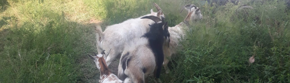 SKigerian Goats